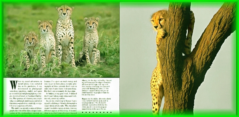 Блог #49. As adults, cheetahs climb trees. Foto от MatchFixingBet.Ru