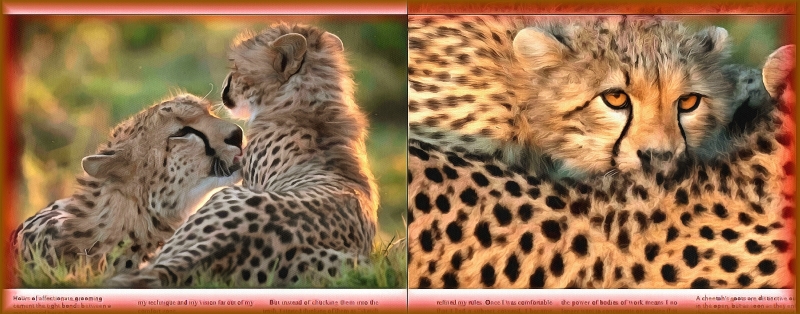 Блог #49. A cheetah’s spots are distinctive out in the open. Foto от MatchFixingBet.Ru