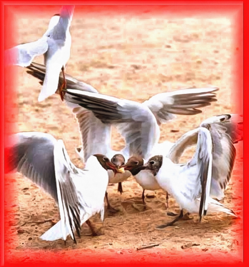 Блог #51. Озёрные чайки. Фотография от MatchFixingBet.Ru