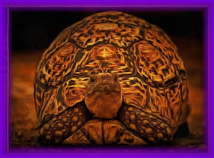 Блог #60. Leopard tortoise. Painting from MatchFixingBet.Ru