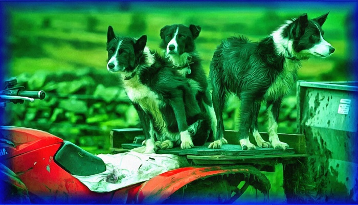 Блог #68. Three mature puppies. Img by MatchFixingBet.Ru