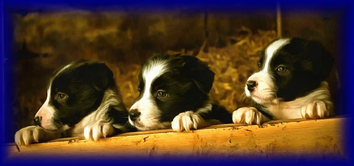 Блог #68. Three pups display the classic black-and-white markings of the border collie. Img by MatchFixingBet.Ru