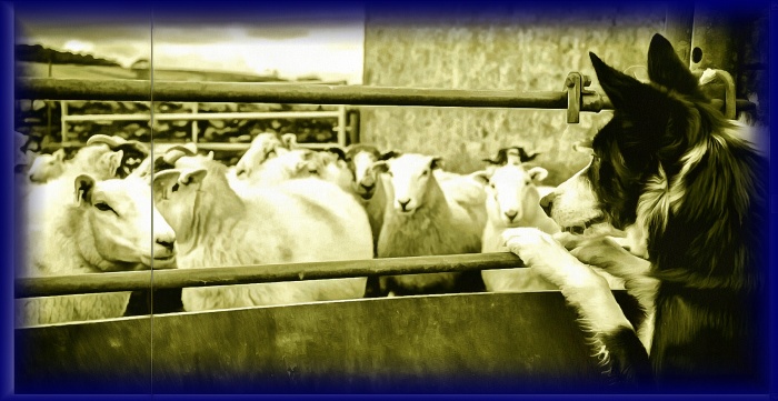 Блог #68. Sheepdogs waiting to be asked to guard sheep. Img by MatchFixingBet.Ru
