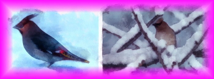Блог #70. Birds of Waxwing in winter. Img from MatchFixingBet.Ru