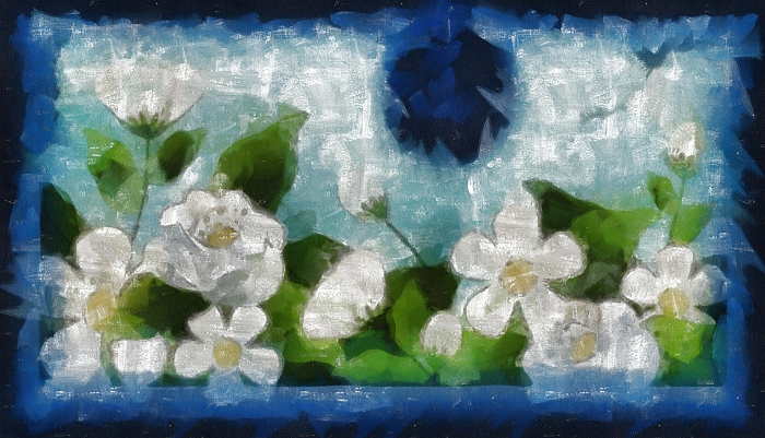 Блог #78. 
Красивые цветы жасмина. Картинка от MatchFixingBet.Ru