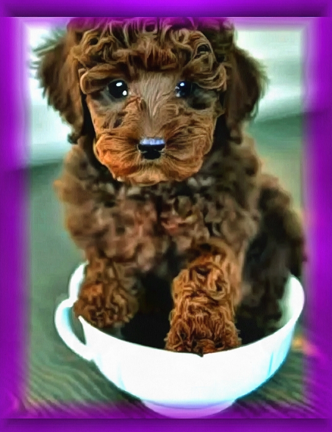 Блог #93. 
Очень милый коричневый щенок пуделя сидит в чайной чашке. Рисунок от MatchFixingBet.Ru